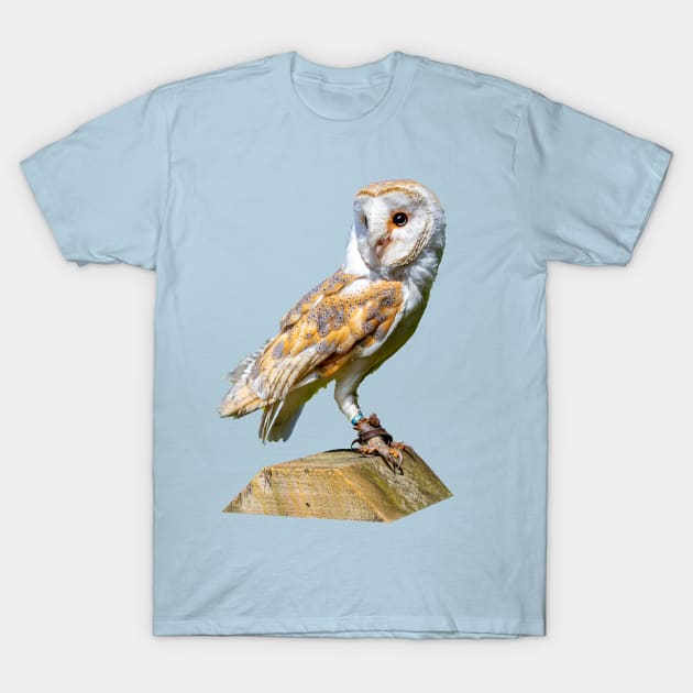 Barn owl on a gatepost